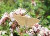 Idaea ochrata
